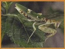 Flower Mantis | Weird n' Wild Creatures Wiki | Fandom