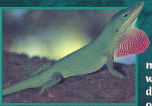 Green Anole Back Image
