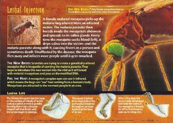 Malarial Mosquito back