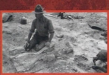 Platybelodon Back Image