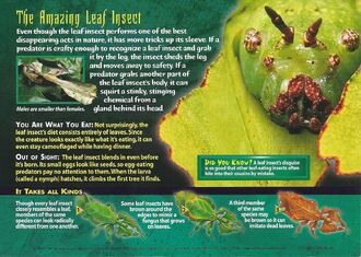 Leaf Insects back