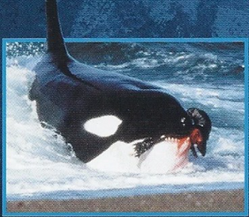 Safari Ltd. - Killer Whale #275129 - Sea Life Collection