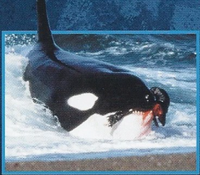 Killer Whale Back Image