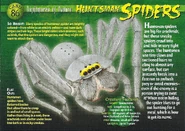 Huntsman Spider front.jpg (1.41 MB) Huntsman Spider