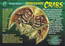Horseshoe Crabs front
