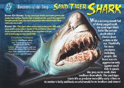 A sand tiger shark, fearsome-looking but harmless to people