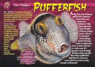 Pufferfish front.jpg (1.4 MB) Pufferfish