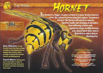 Hornet front