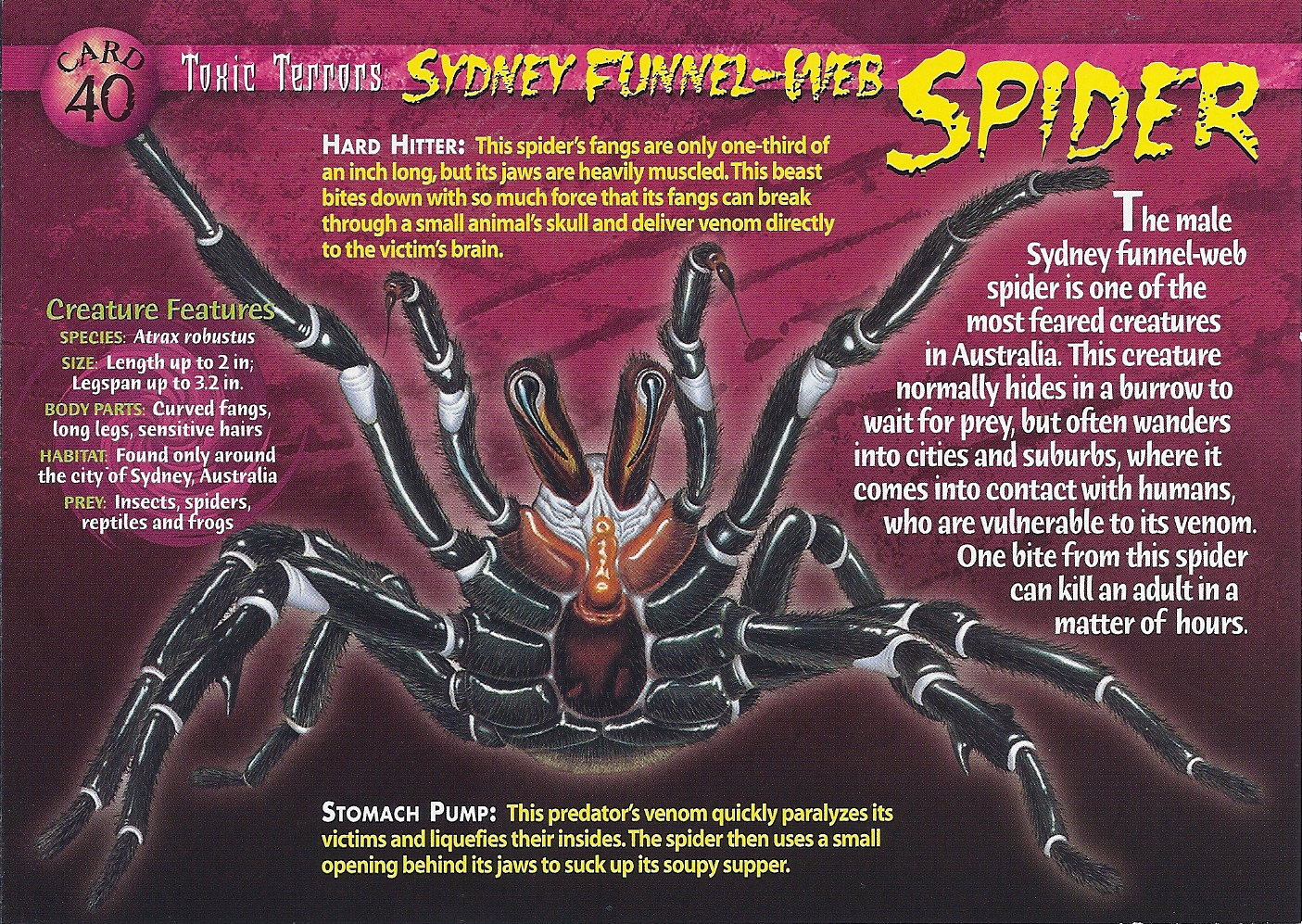 Australian funnel-web spider - Wikipedia