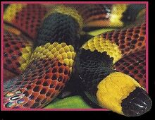 Coral Snakes 1