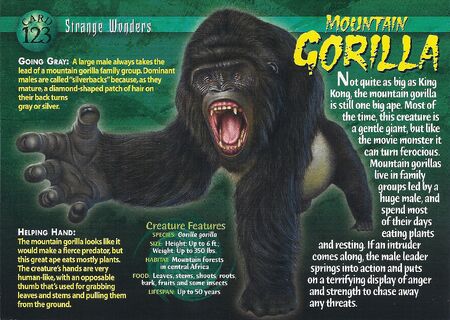 Mountain Gorilla front