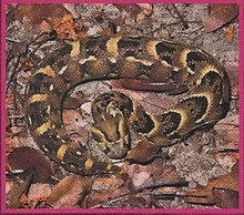 Puff Adder Back Image