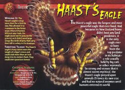 Haast's Eagle front