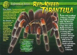 Red-Kneed Tarantula front