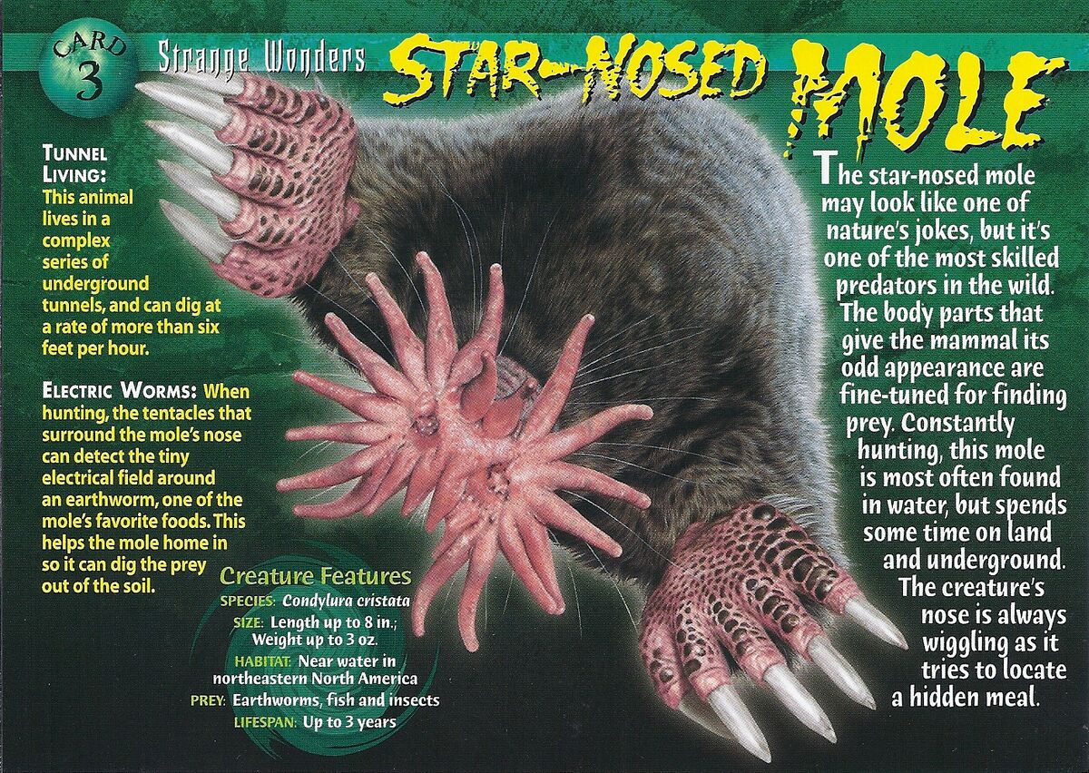 Star-Nosed Mole | Weird n' Wild Creatures Wiki | Fandom