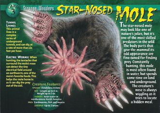 Star-Nosed Mole front