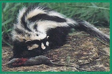 Zorilla Back Image