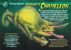 Jackson's Chameleon front