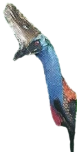 Cassowary Back Image 2