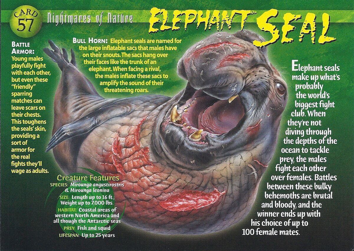 Elephant Seal | Weird n' Wild Creatures Wiki | Fandom