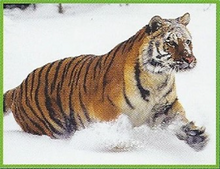 Siberian Tiger Back Image