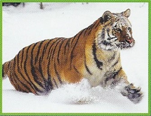 Bengal Tiger, Weird n' Wild Creatures Wiki