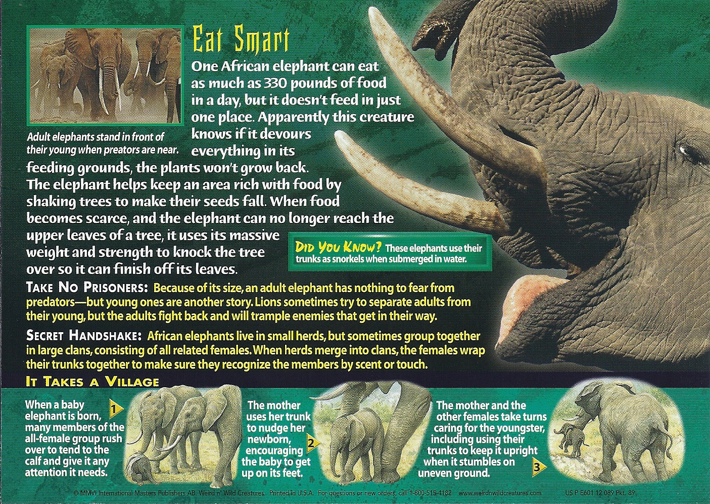 African Elephant | Weird n' Wild Creatures Wiki | Fandom African Elephant | Weird n' Wild Creatures Wiki | Fandom