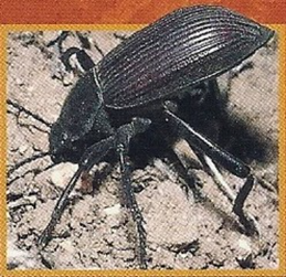 Skunk Beetle Back Image