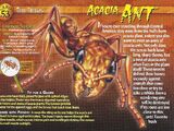 Acacia Ant