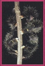 Arboreal Tarantula Back Image