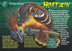 Hoatzin front