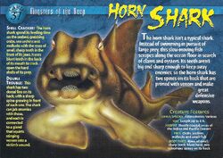 Horn Shark front