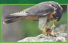Peregrine Falcon Back Image