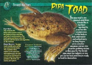 Pipa Toad front.jpg (1.42 MB) Pipa Toad