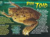 Pipa Toad