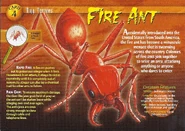 Fire Ant front.jpg (1.38 MB) Fire Ant