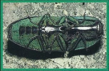 Click Beetles Back Image