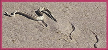 Sidewinder Cobra Back Image