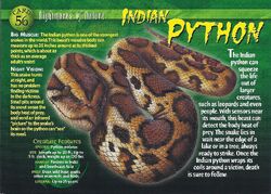 Indian Python | Weird n' Wild Creatures Wiki | Fandom