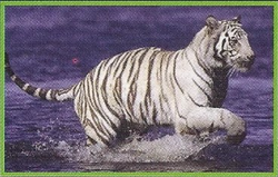 Bengal Tiger, Weird n' Wild Creatures Wiki