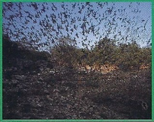 Hammer-Headed Bat Back Image