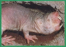 Naked Mole Rat Back Image