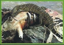 Nile Monitor Back Image