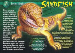 Common sandfish: what is the Scincus scincus and how does it swim through  sand? - Discover Wildlife