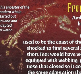 Ambulocetus Back Image