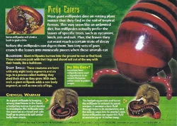 Giant Millipedes | Weird n' Wild Creatures Wiki | Fandom