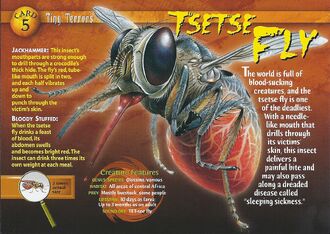 Tsetse Fly front