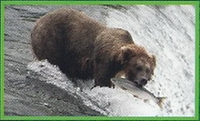 Kodiak Bear Back Image