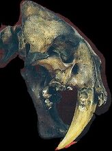 Saber-Toothed Tiger 1.jpg