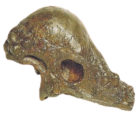 Pachycephalosaurus Back Image